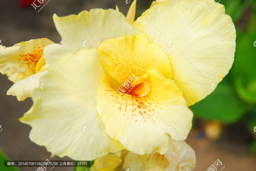 美人蕉花
