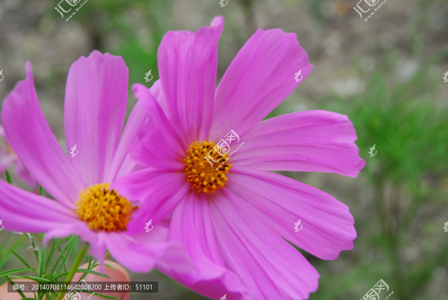 大波斯菊