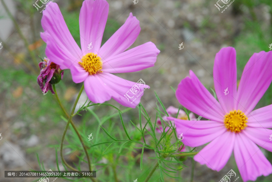 大波斯菊