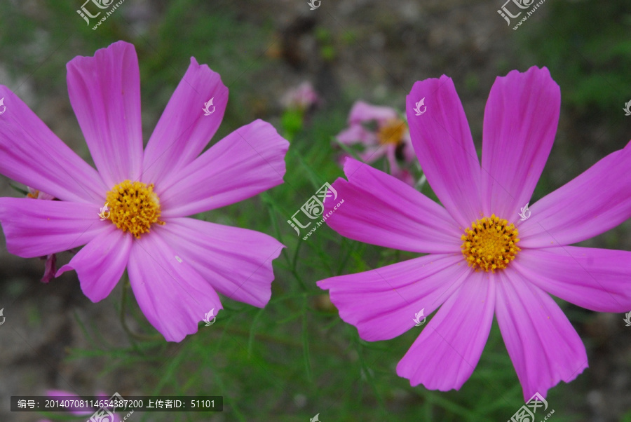 大波斯菊