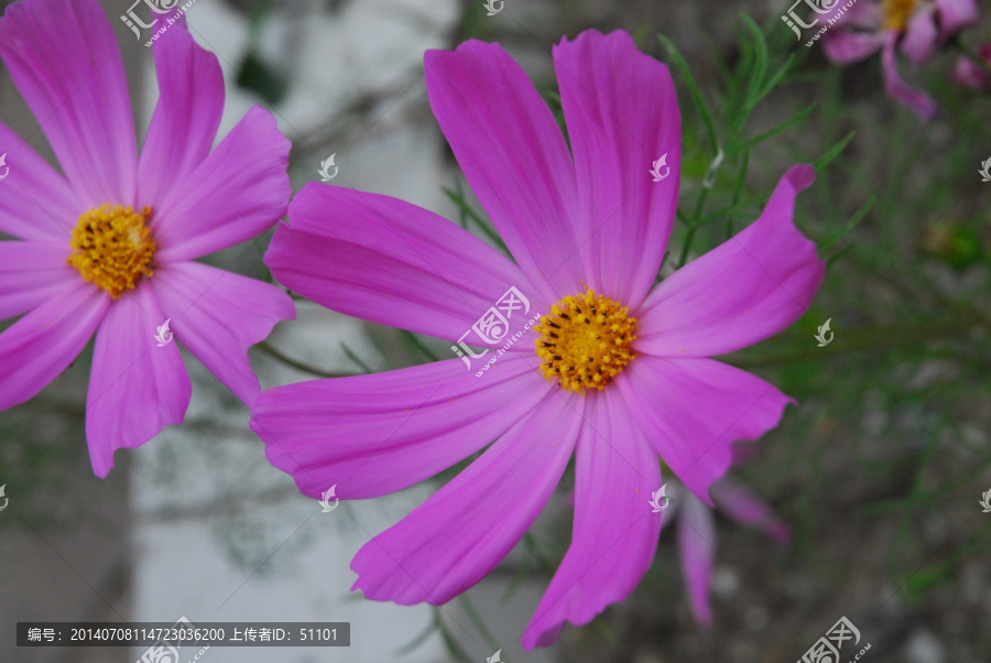 秋英花