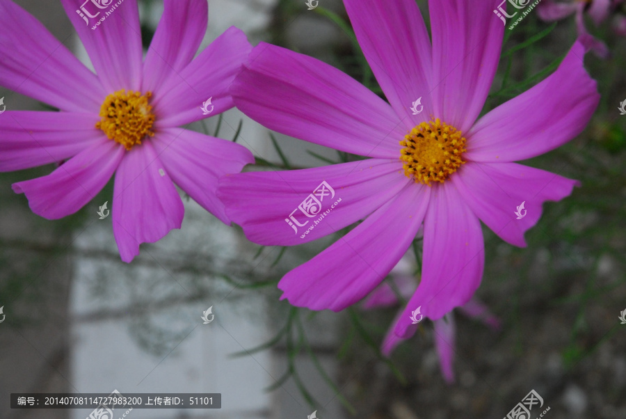 大波斯菊