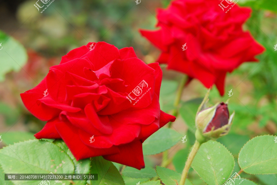 月季花