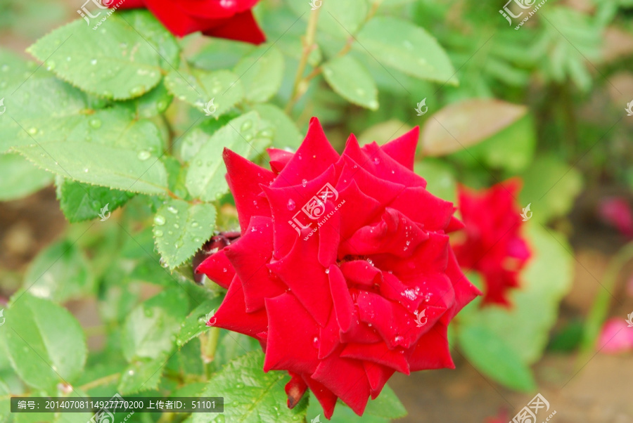 月季花