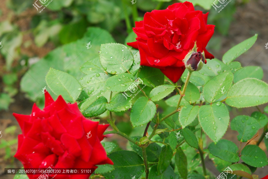 月季花