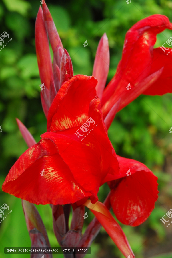 美人蕉花