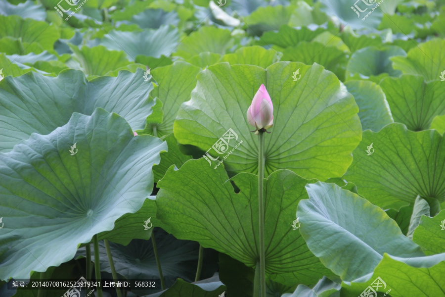 荷花,荷塘