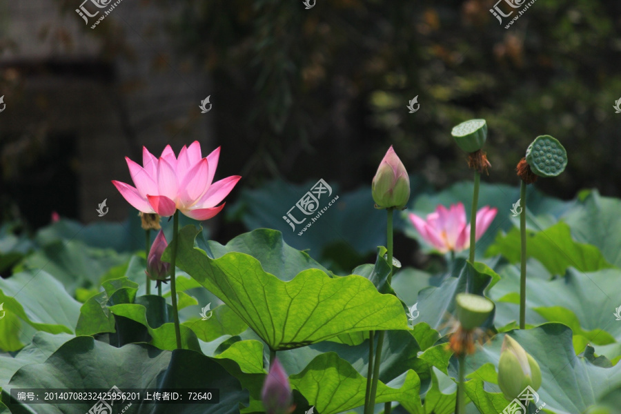 盛开的荷花