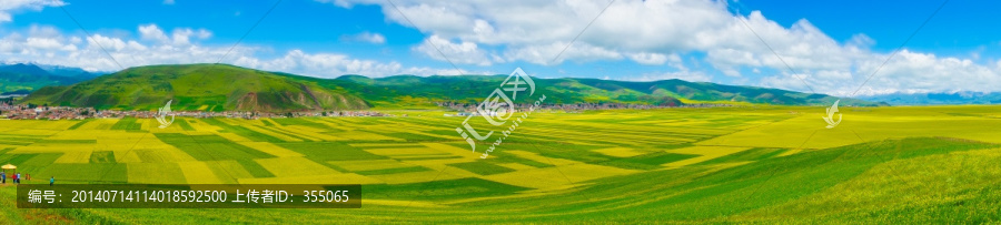 青海油菜花