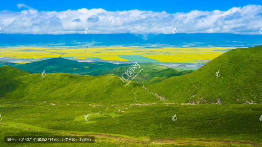 青海油菜花