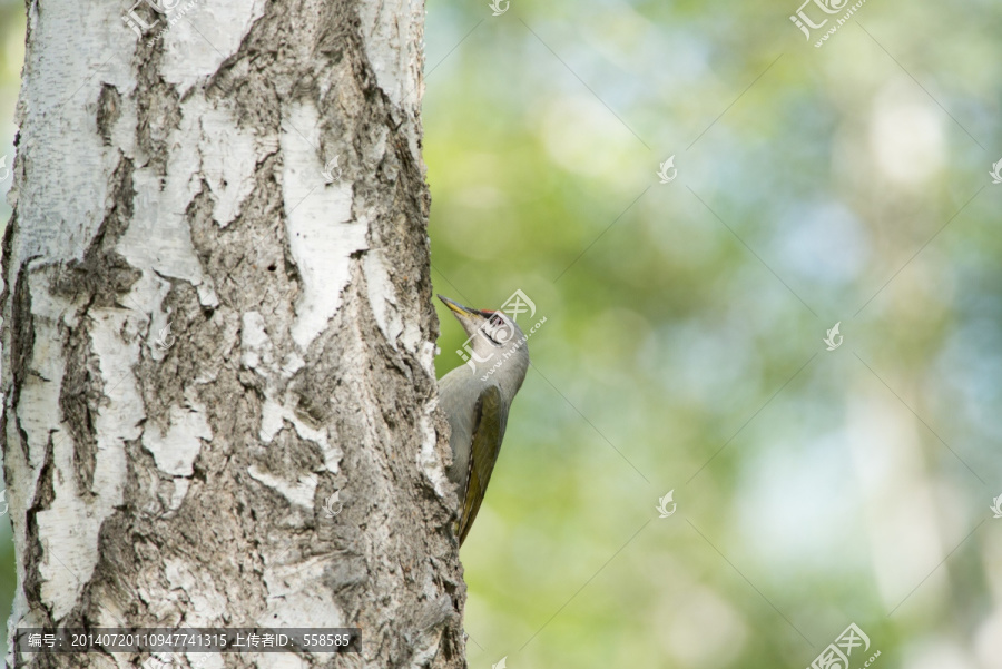 啄树的灰头绿啄木鸟