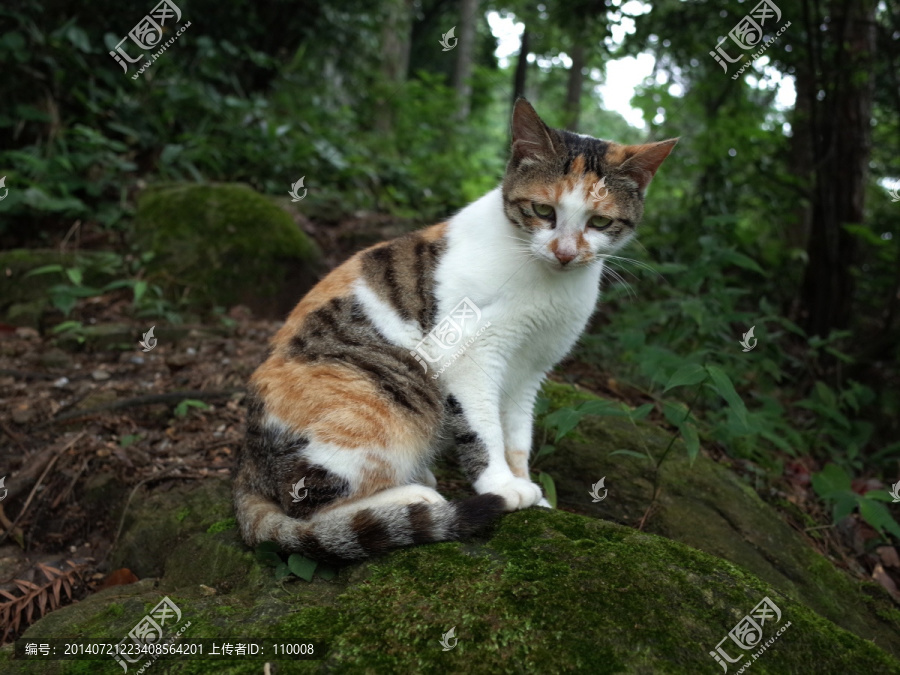 山猫