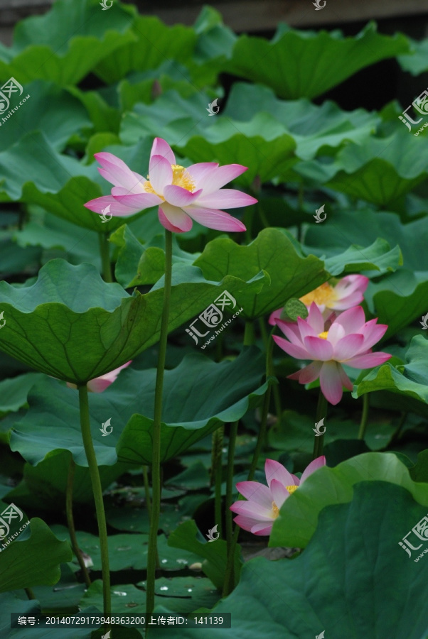 荷花,花卉,夏花,荷韵