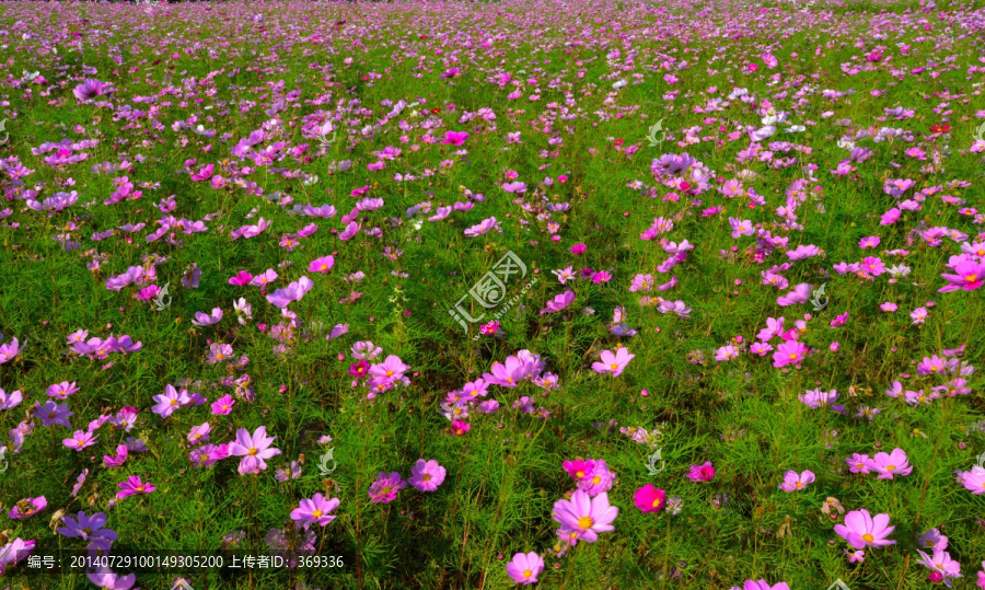 波斯菊花海