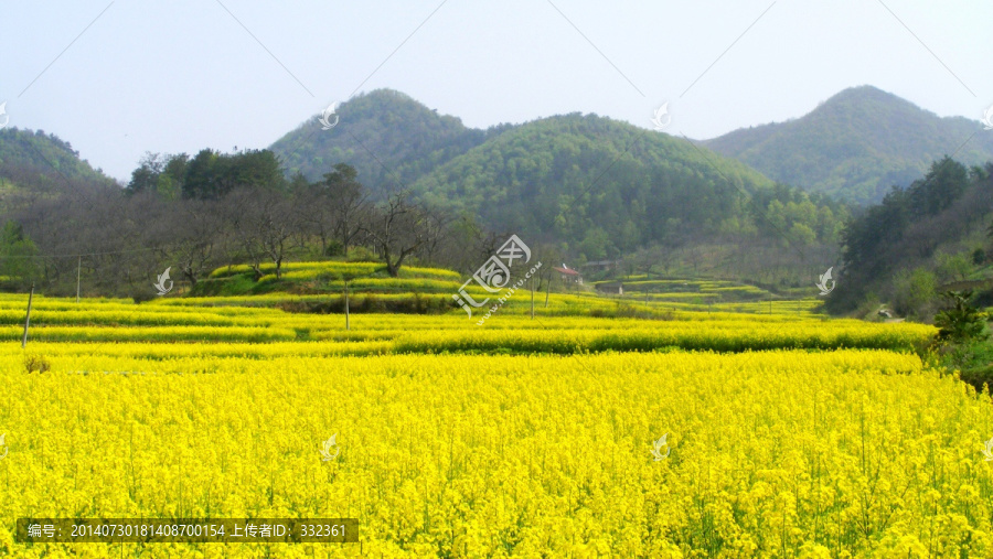 山里,开满了金灿灿的油菜花