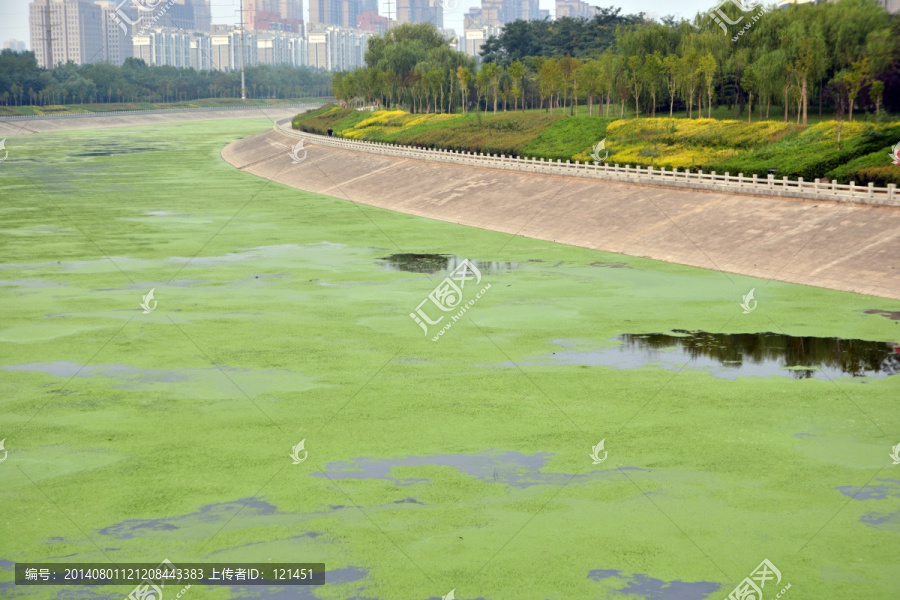 浮萍,城市,水污染