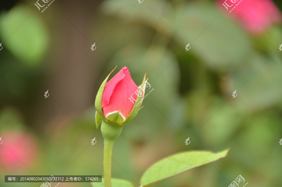 月季花