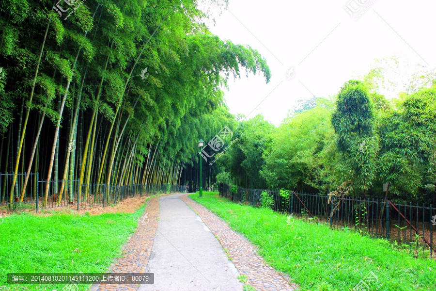 竹林,竹海,竹子,雅竹,绿竹