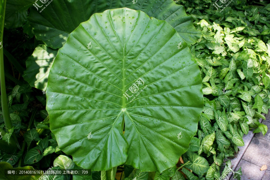 多肉植物叶子