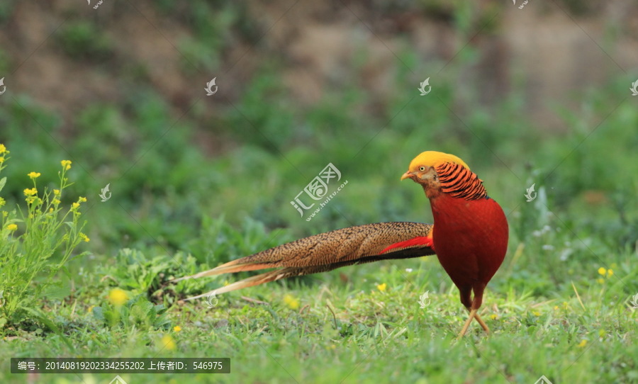 红腹锦鸡