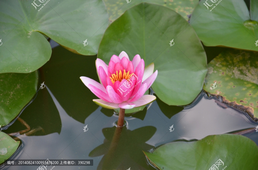水莲花