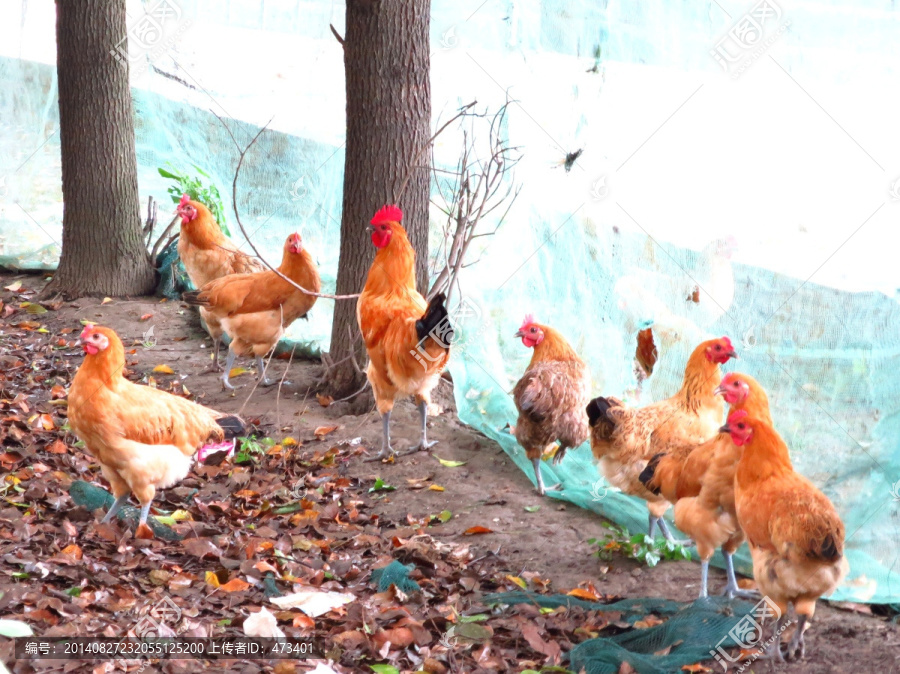 鸡,鸡群,家禽养殖