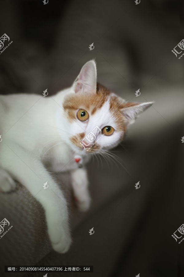 猫