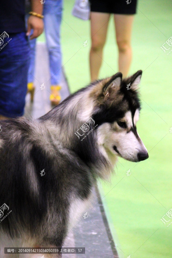 宠物狗,阿拉斯加雪橇犬