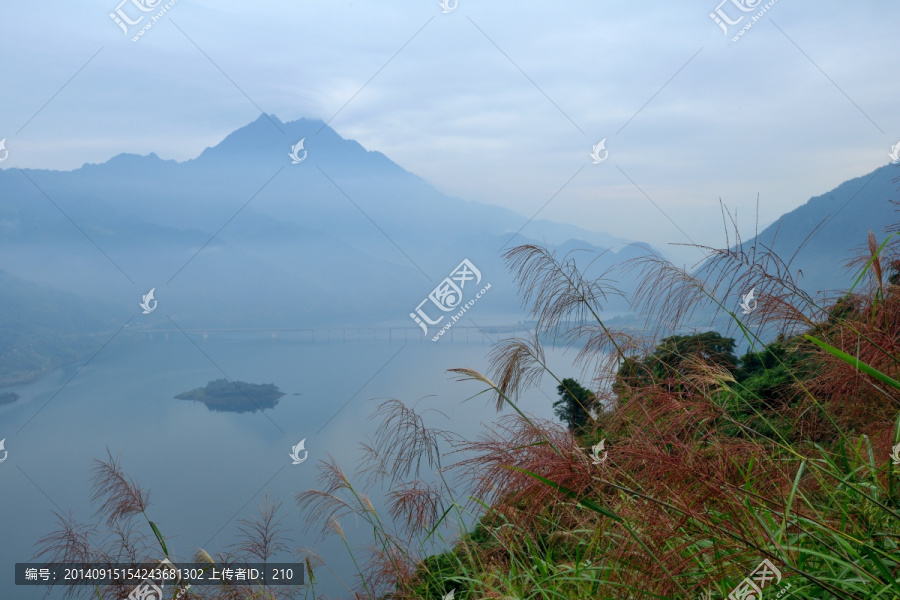 江堰紫坪铺芦苇