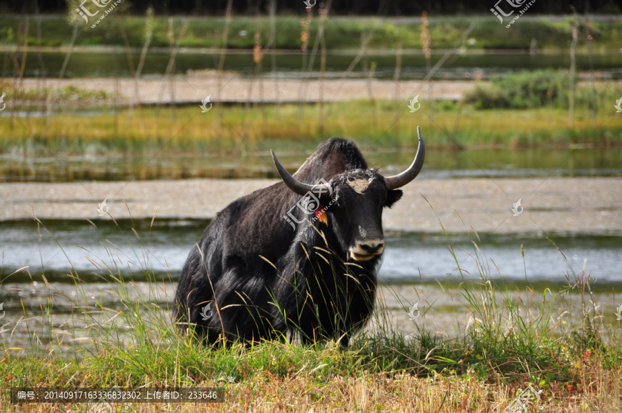 西藏耗牛