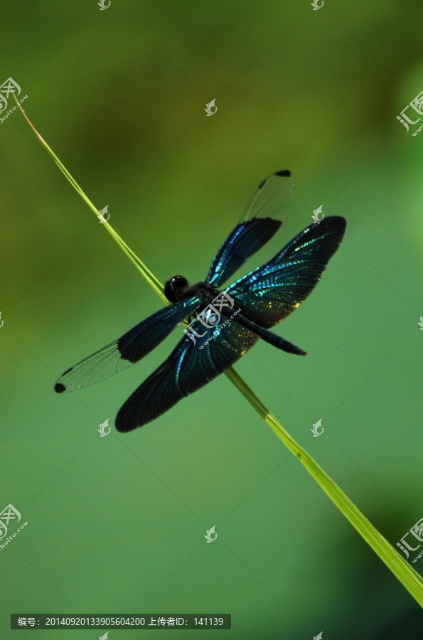 黑老婆,蜻蜓,昆虫,翅膀,芦苇