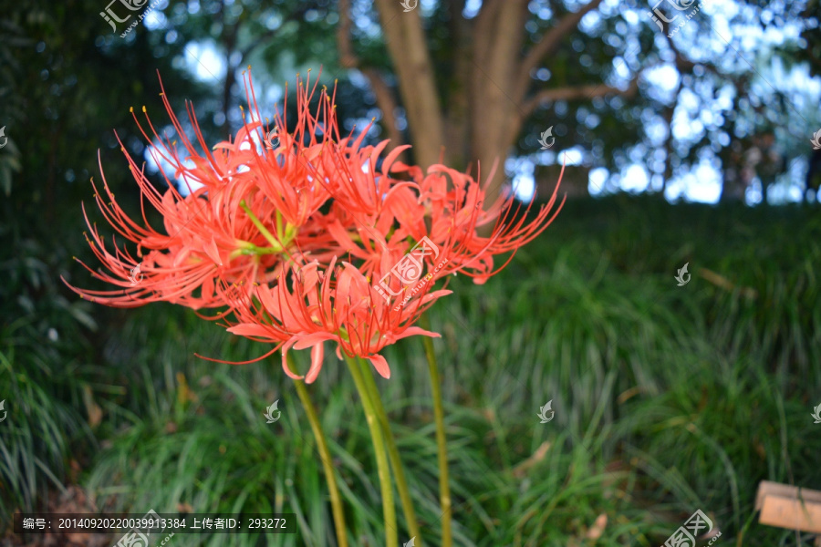 隔岸花,野菊