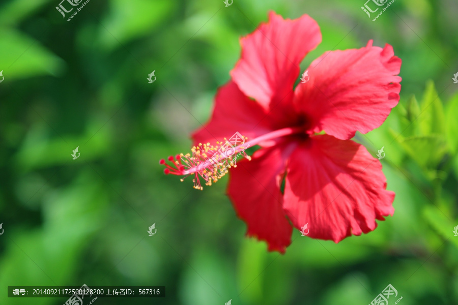 花卉