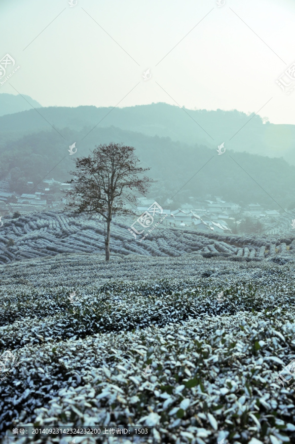 茶园