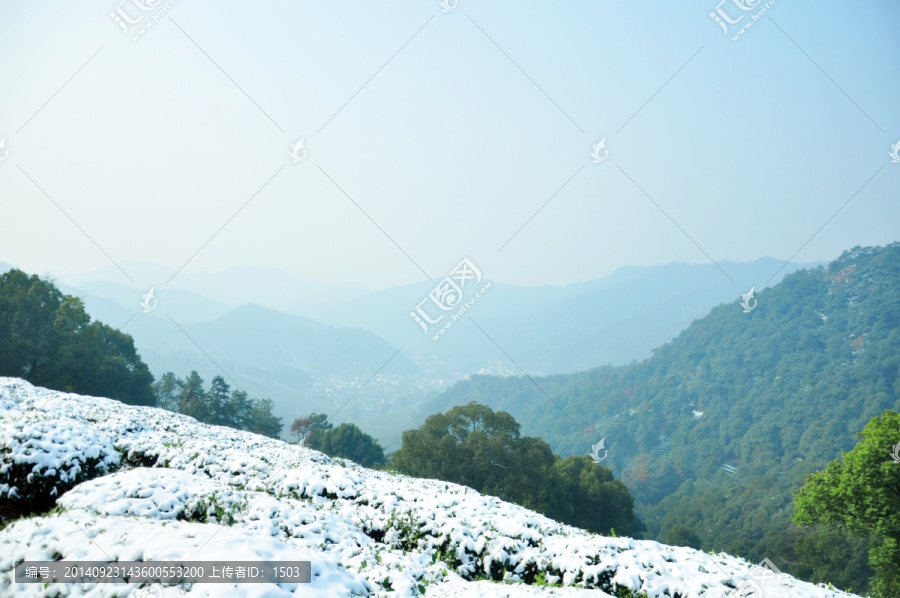 茶园雪景