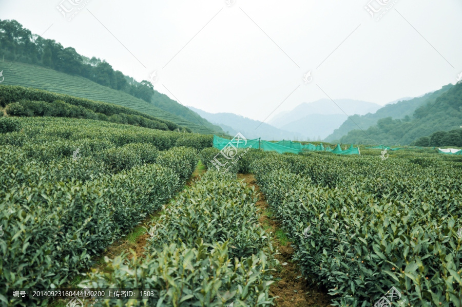 茶园