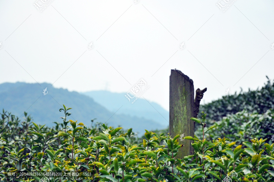 茶园