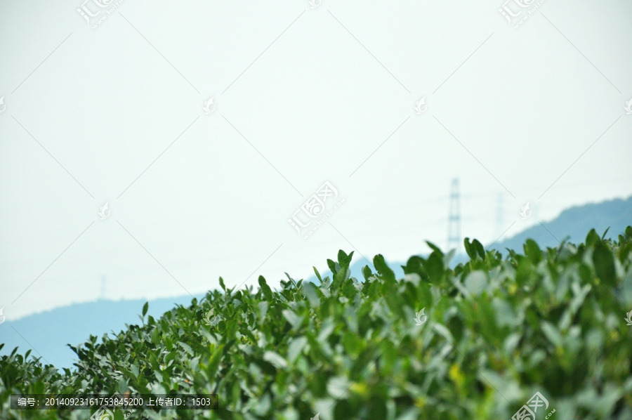 茶园