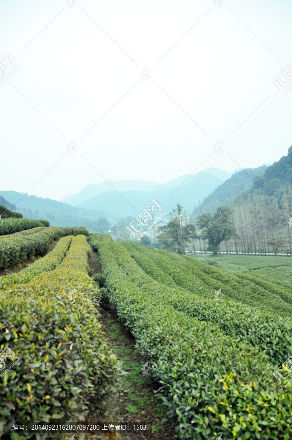 茶园