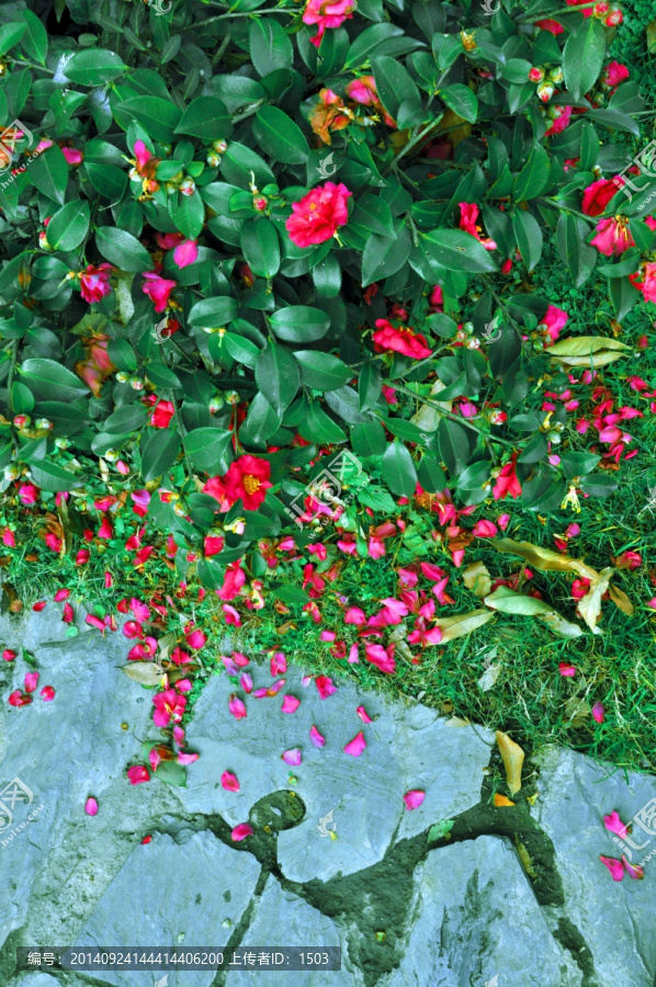 花