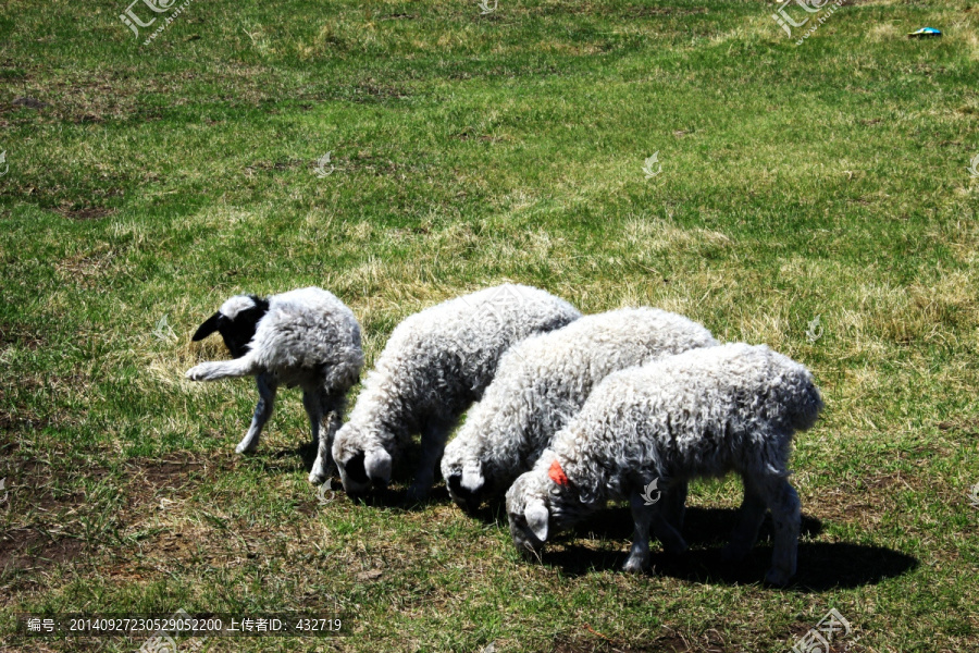 草原上的小羊,羊羔