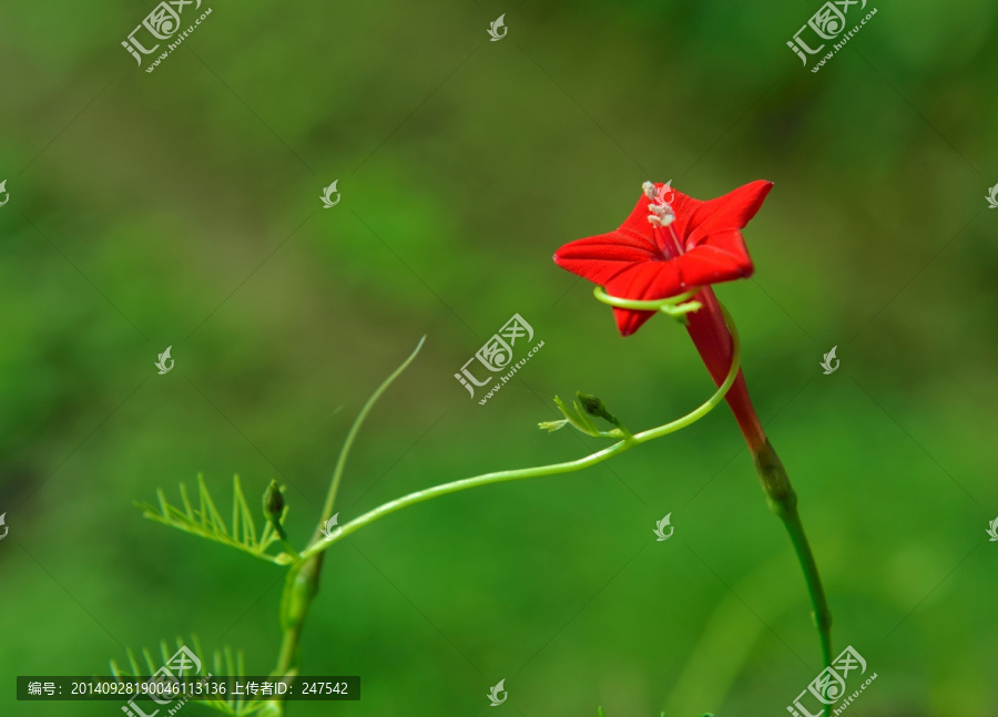 莺萝花,五角花