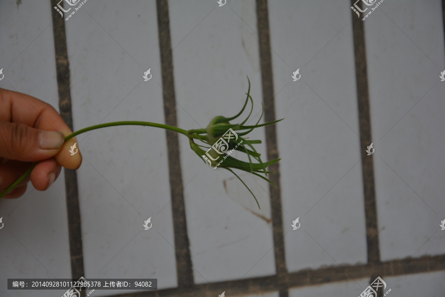 牵牛花,花骨朵