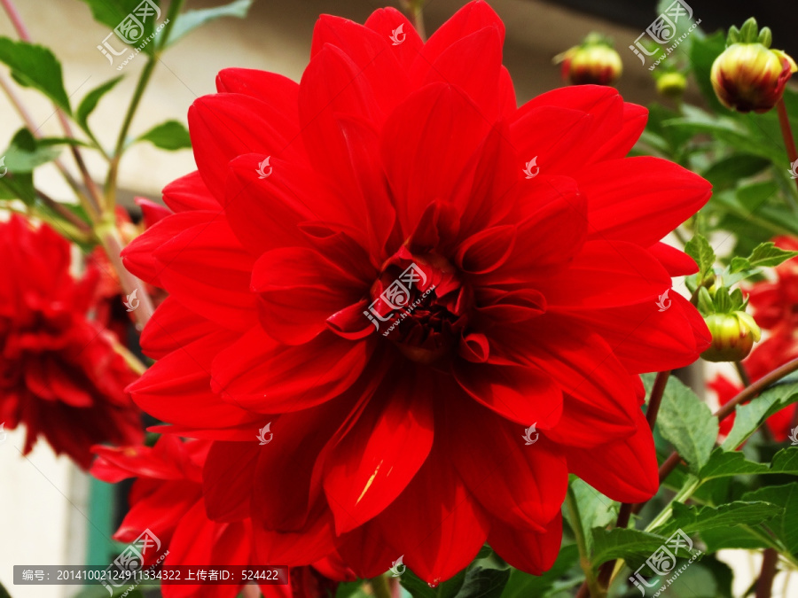 红苕花