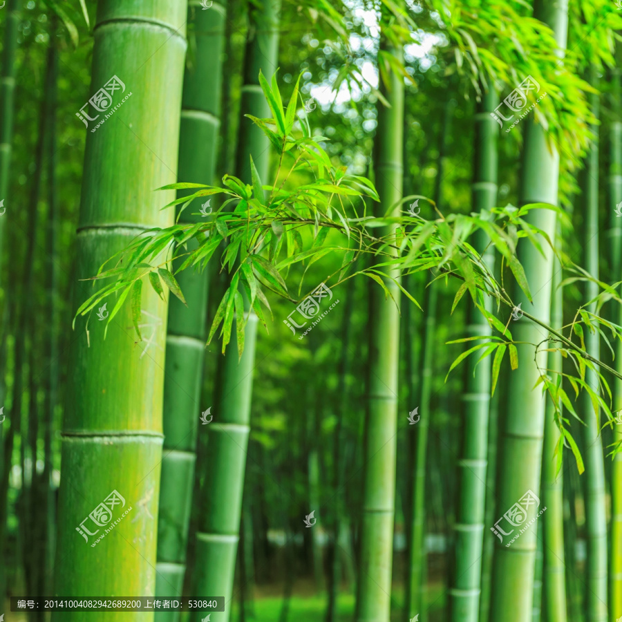 竹林