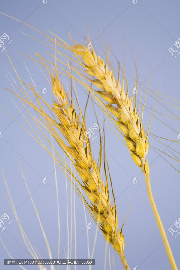 麦穗