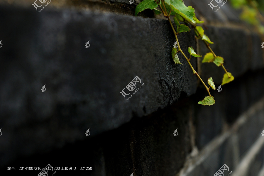 青砖枝芽