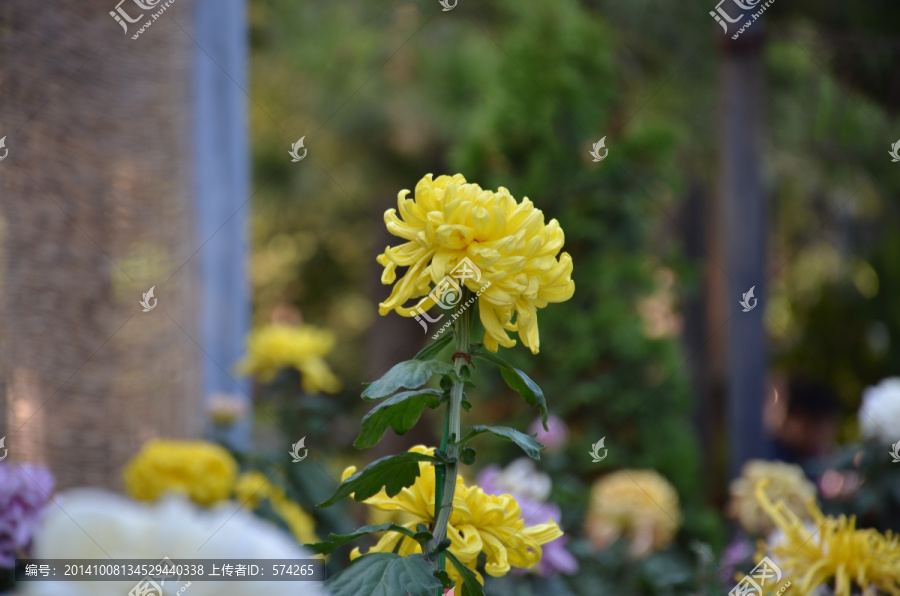 一朵黄色的菊花