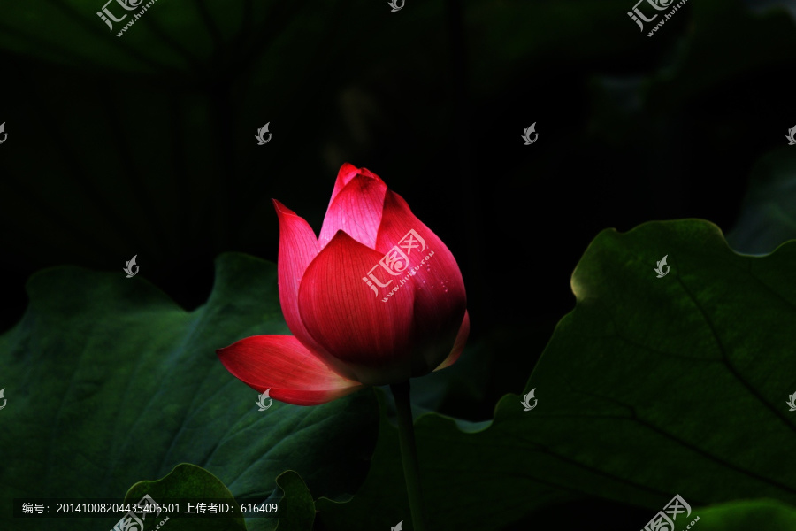 荷花蕾