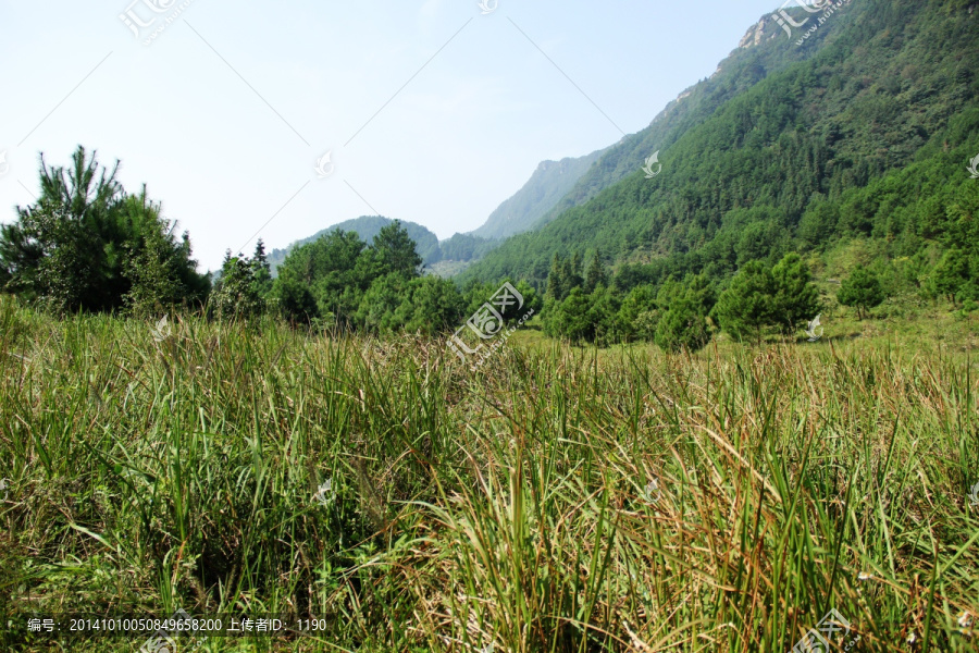 草地,森林